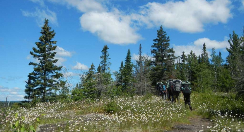 A group of people wearing backpacks hike along a trail through a flowery meadow toward a line of evergreen trees. 